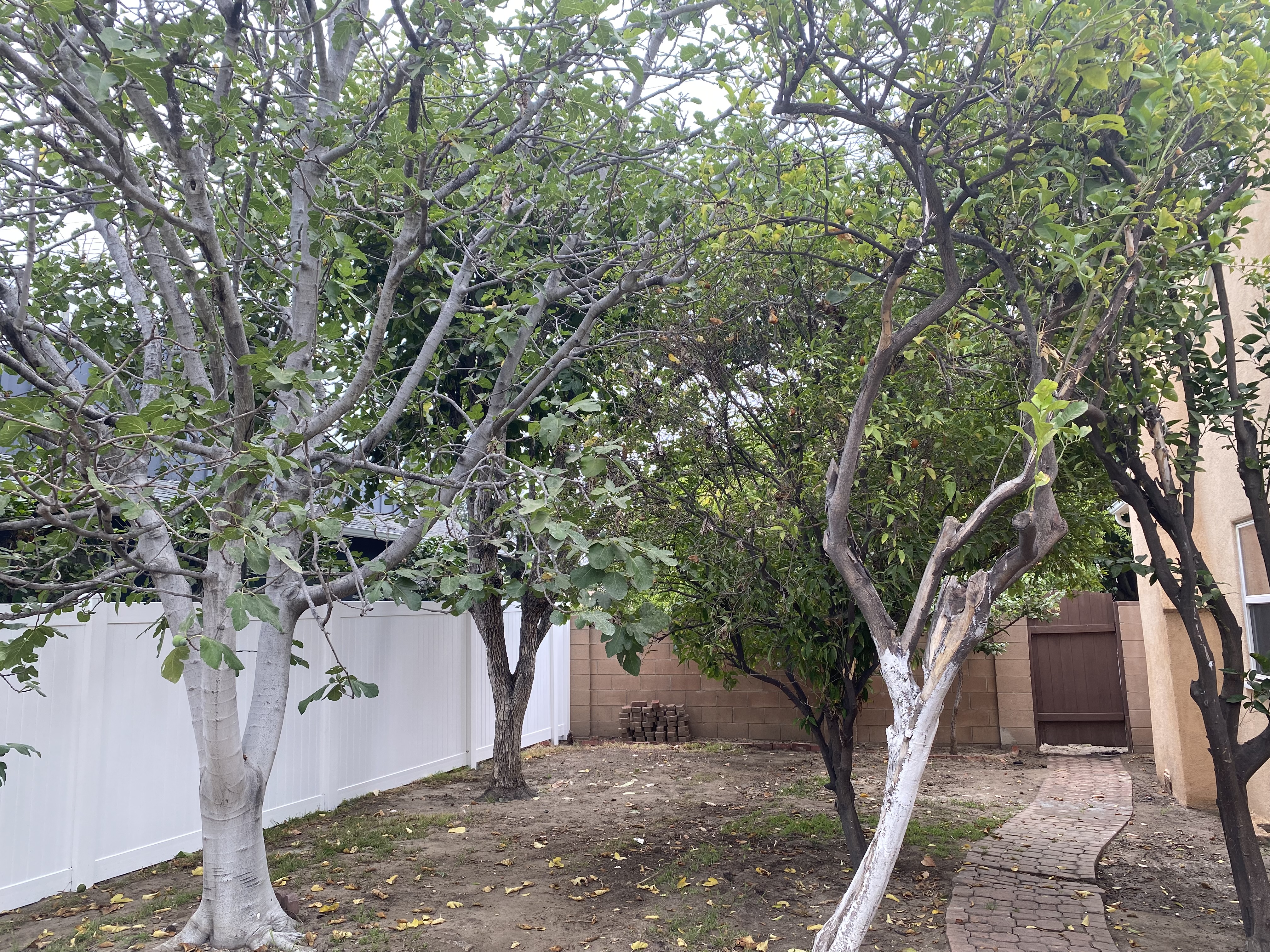 5151 Nagle Avenue, Unit GUEST Sherman Oaks, CA 91423 - Photo 3 of 11 a view of a tree in front of a house