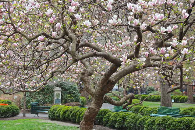 44 Gramercy Park North, Unit 6F Manhattan, NY 10010 - Photo 12 of 13 a view of an outdoor space with a tree