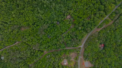 a view of a lush green forest