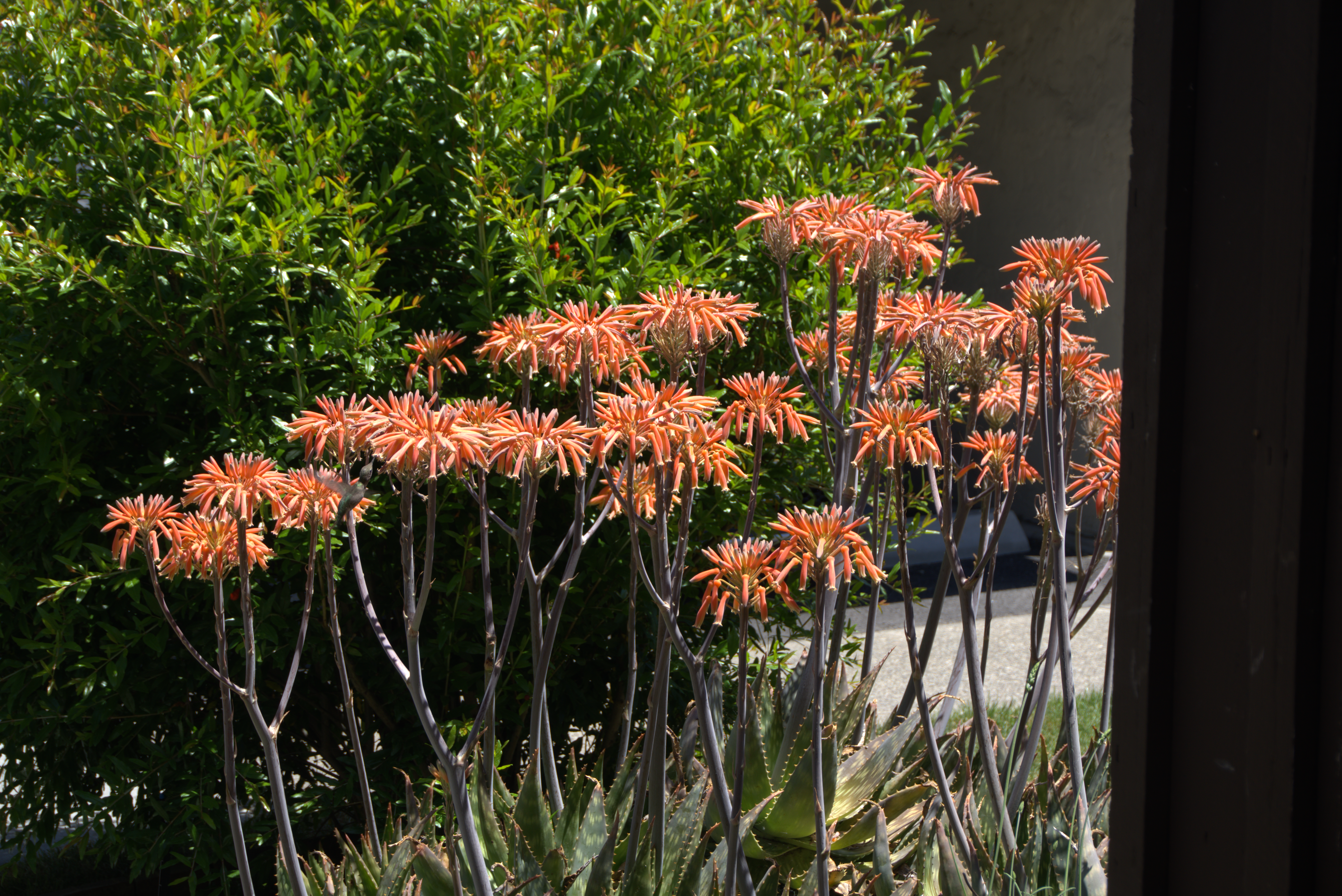 1749 Las Raposas Court Santa Rosa, CA 95409 - Photo 11 of 11 a close up of a plant in a garden
