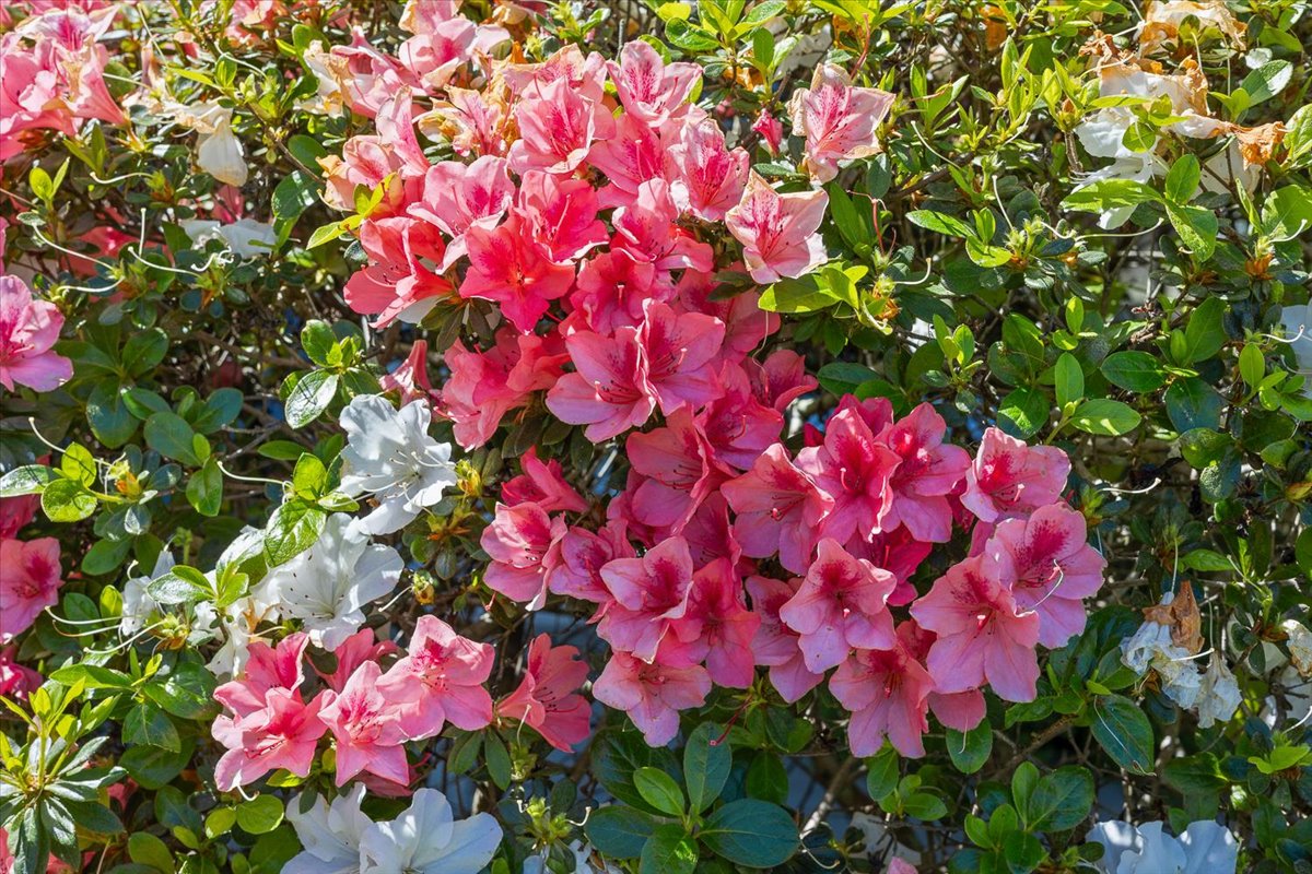 417 Deerfield Circle Santa Rosa, CA 95409 - Photo 33 of 43