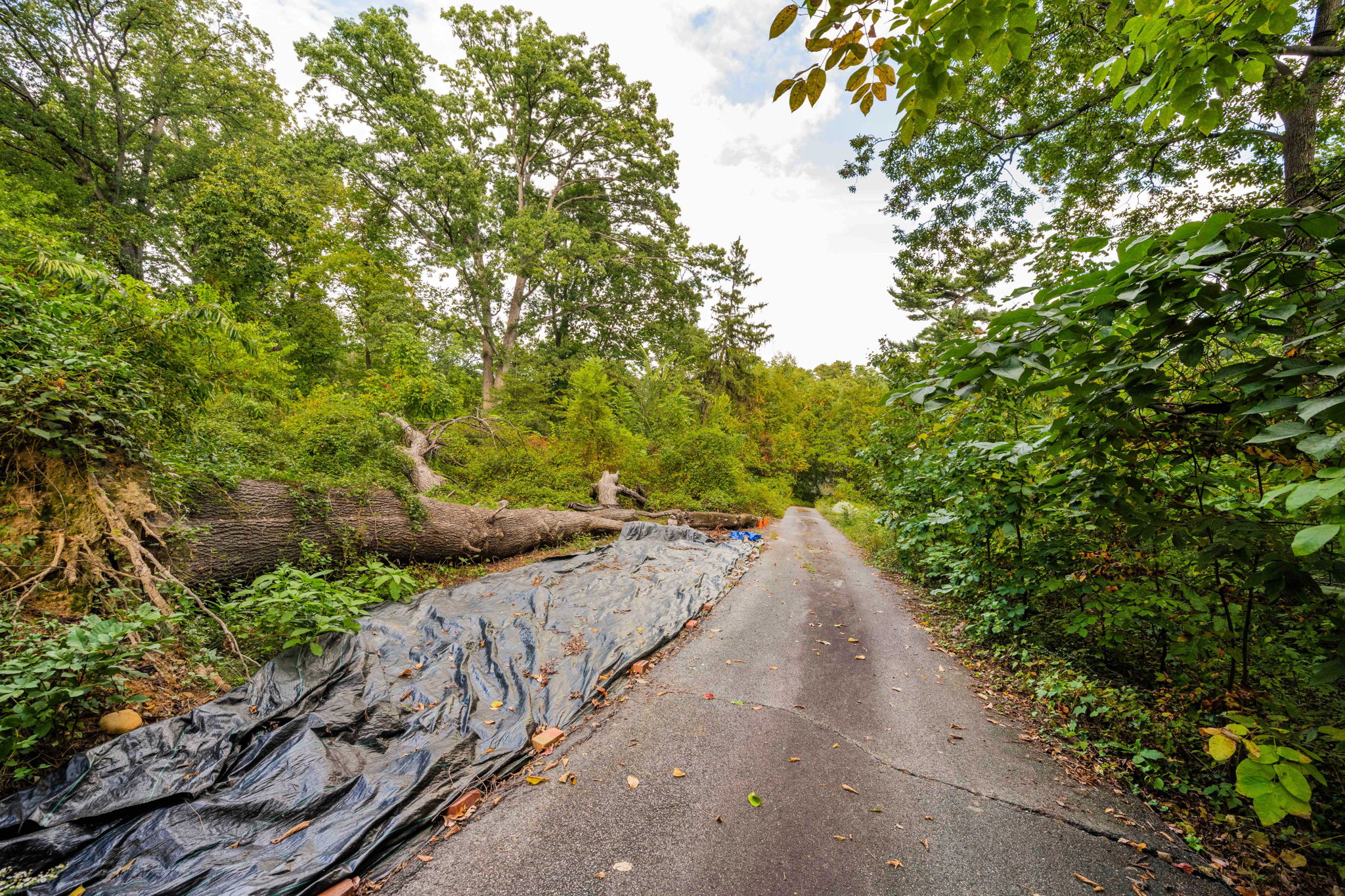 3104 Russell Road Alexandria, VA 22305 - Photo 38 of 62 a view of a road with a yard