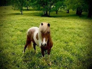 a view of a bench in a field of trees