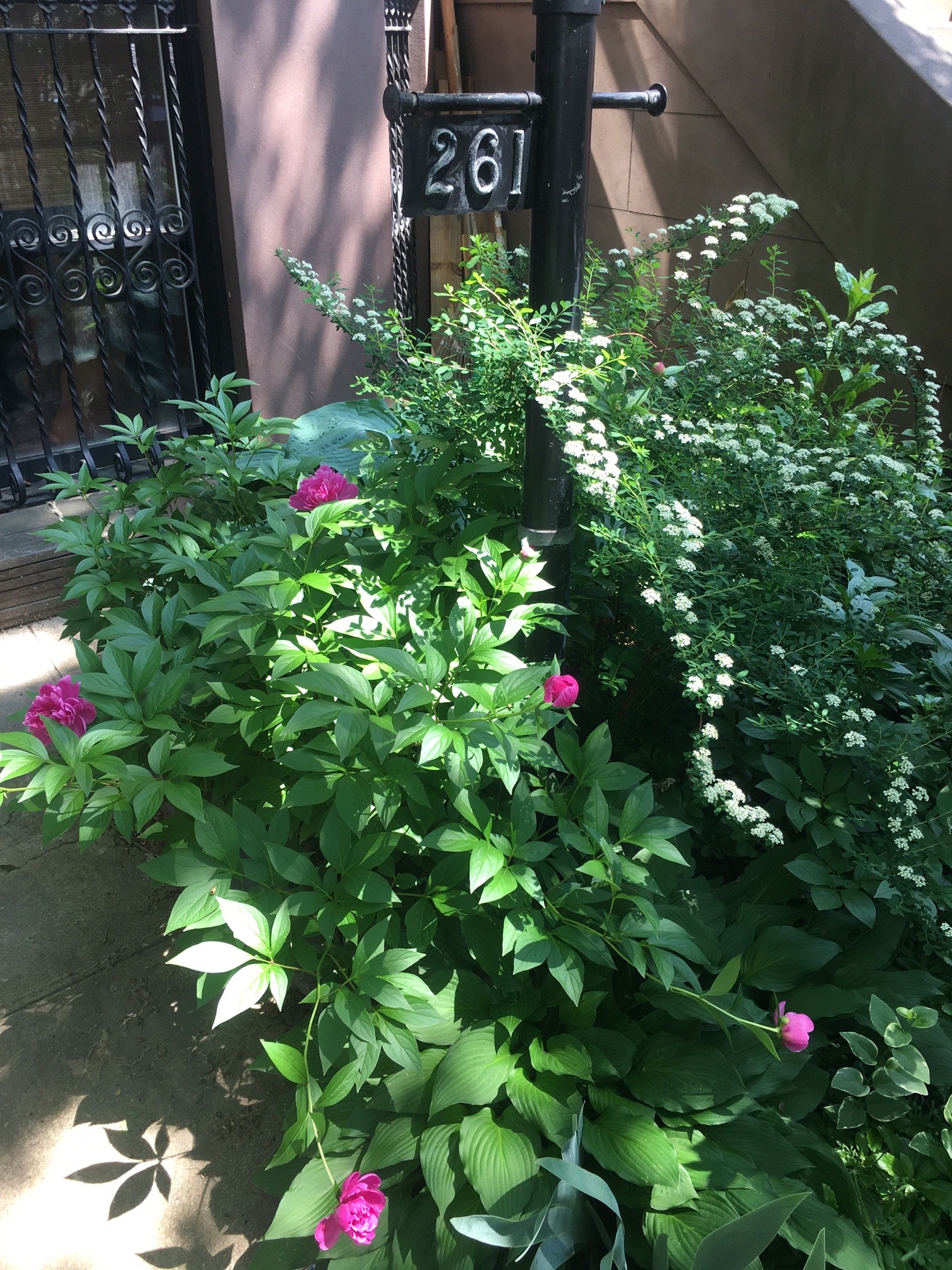 261 Fenimore Street Brooklyn, NY 11225 - Photo 18 of 21 a flower view