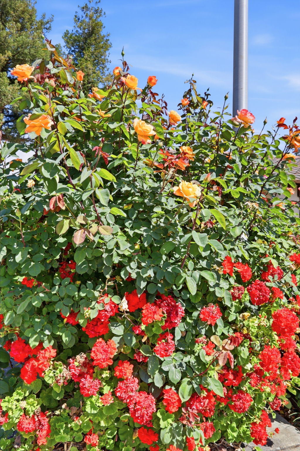 40930 Rioja Court Fremont, CA 94539 - Photo 51 of 56