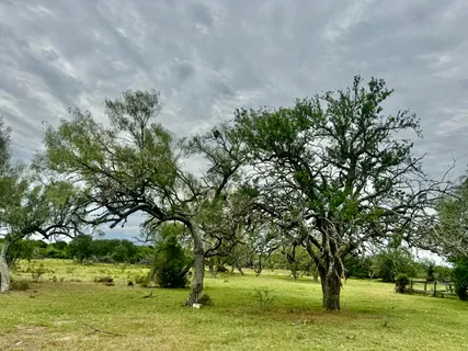 a green field with trees in the background