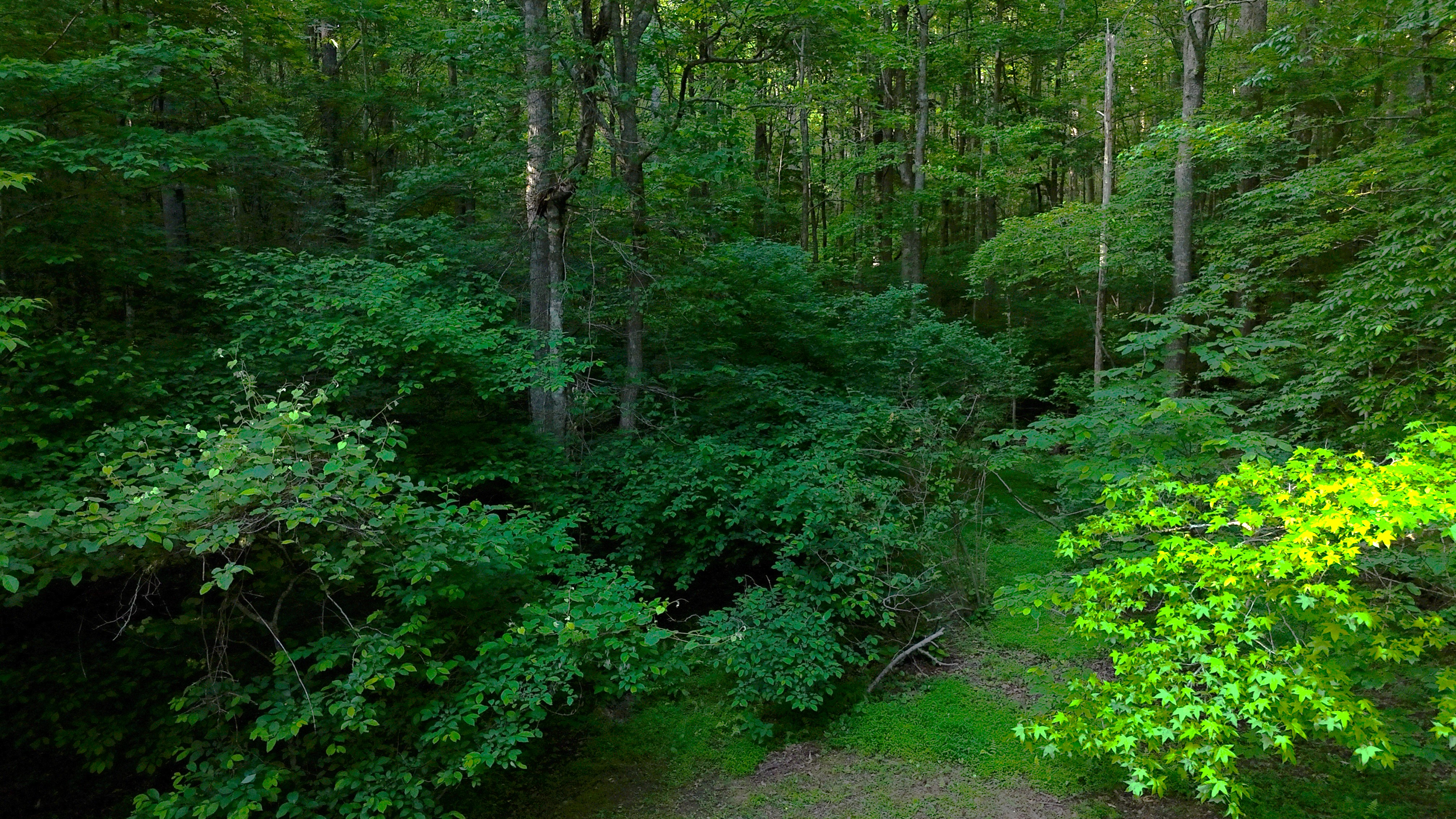 Nocona Trail Ellijay, GA 30536 - Photo 4 of 18 a view of a lush green forest