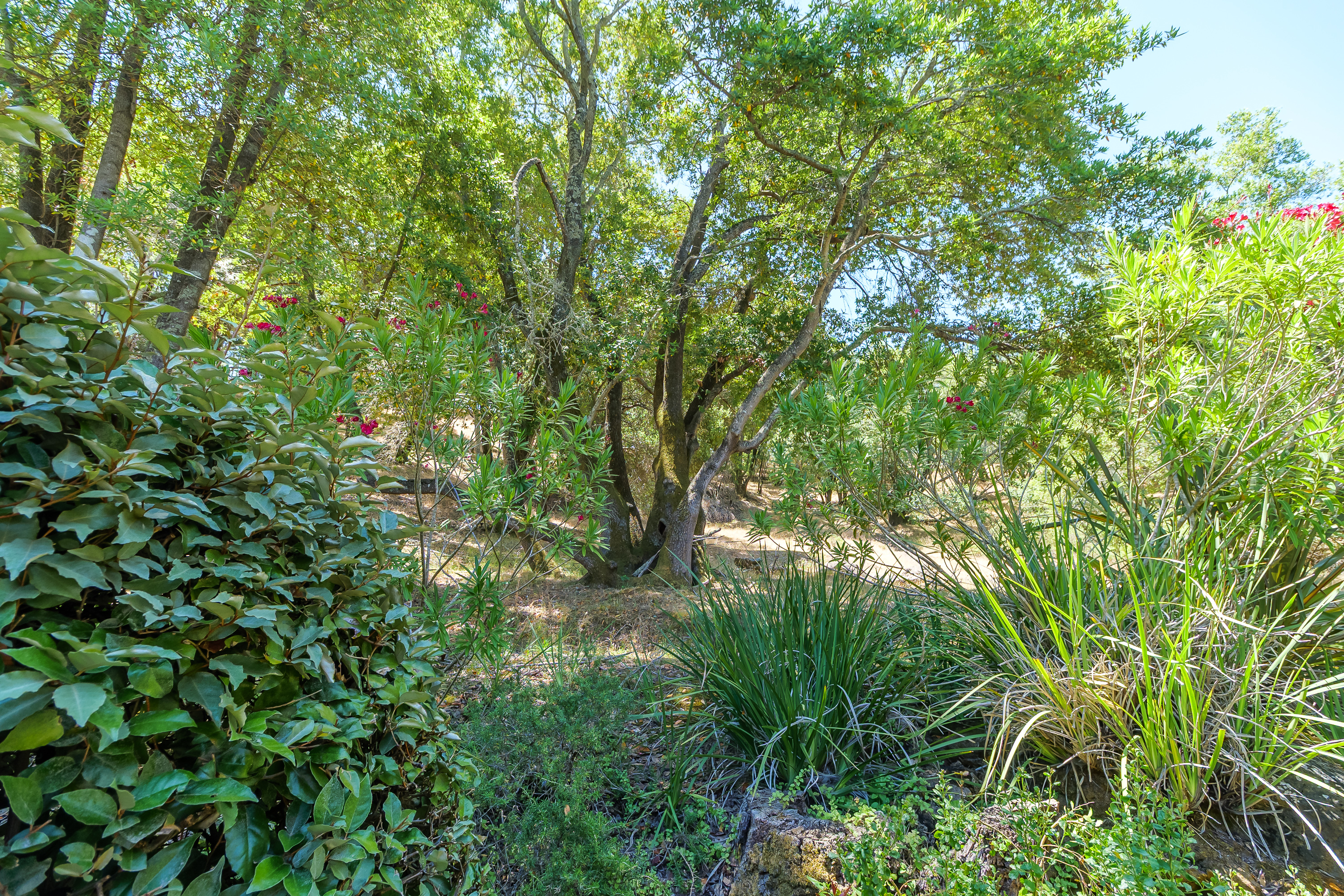 8 Elf Owl Court Novato, CA 94949 - Photo 42 of 50