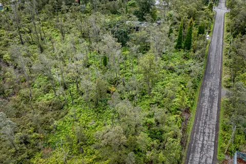 a view of a yard with plants and large trees