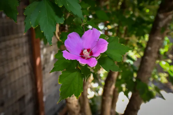 a view of a flower