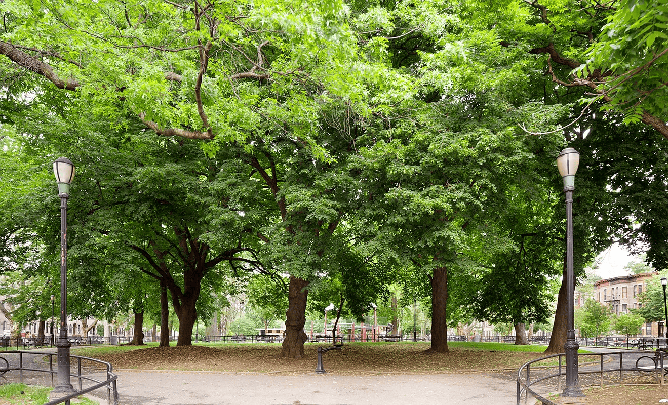 834 Halsey Street, Unit 2 Brooklyn, NY 11233 - Photo 9 of 10 a view of a street with a tree
