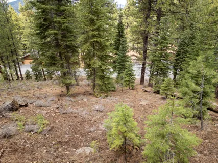 a view of a yard with plants and trees