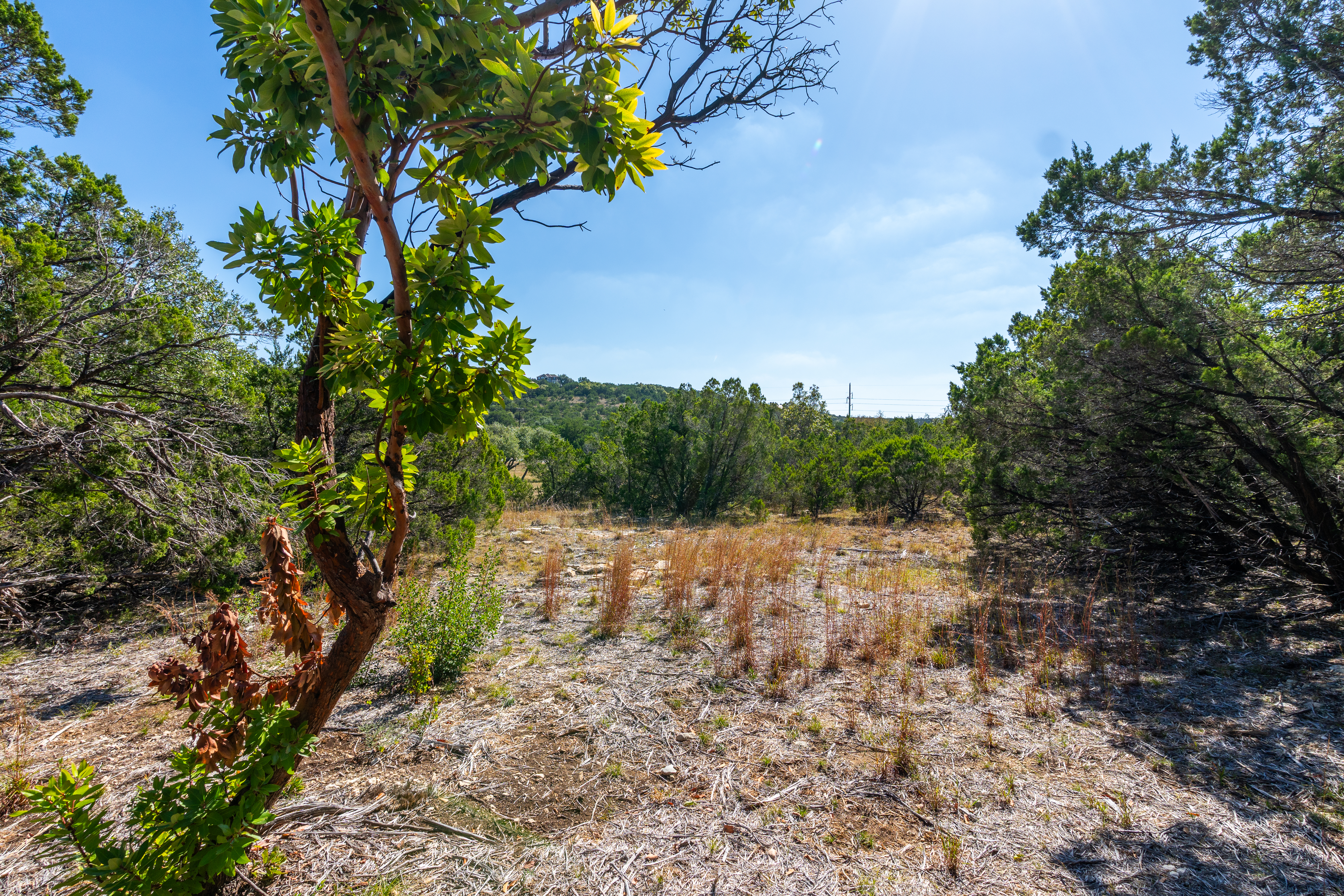 6022 Fm 32 Fischer, TX 78623 - Photo 8 of 15 a view of a yard with plants and large trees