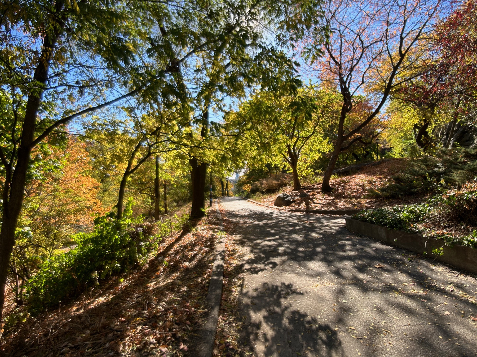 501 West 122nd Street, Unit A2 Manhattan, NY 10027 - Photo 16 of 21 a view of tree