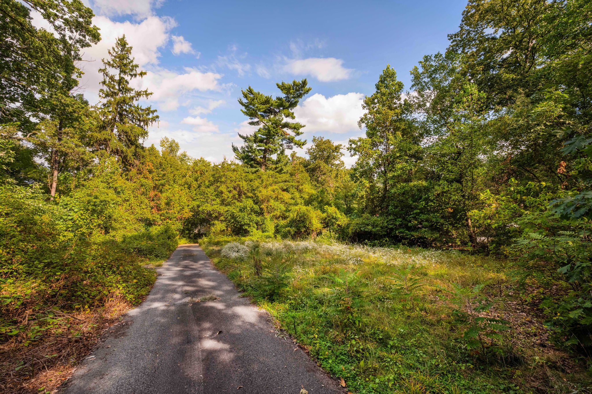 3104 Russell Road Alexandria, VA 22305 - Photo 37 of 62 a view of a plants with large trees