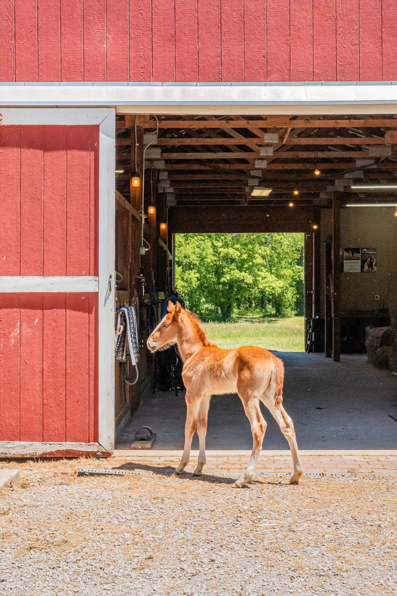 332 John Shaw Road Lewisburg, TN 37091 - Photo 56 of 79