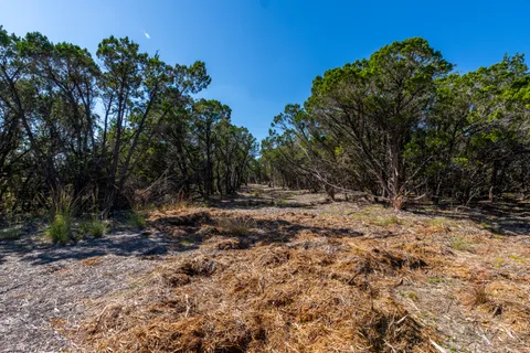 a view of a forest with trees