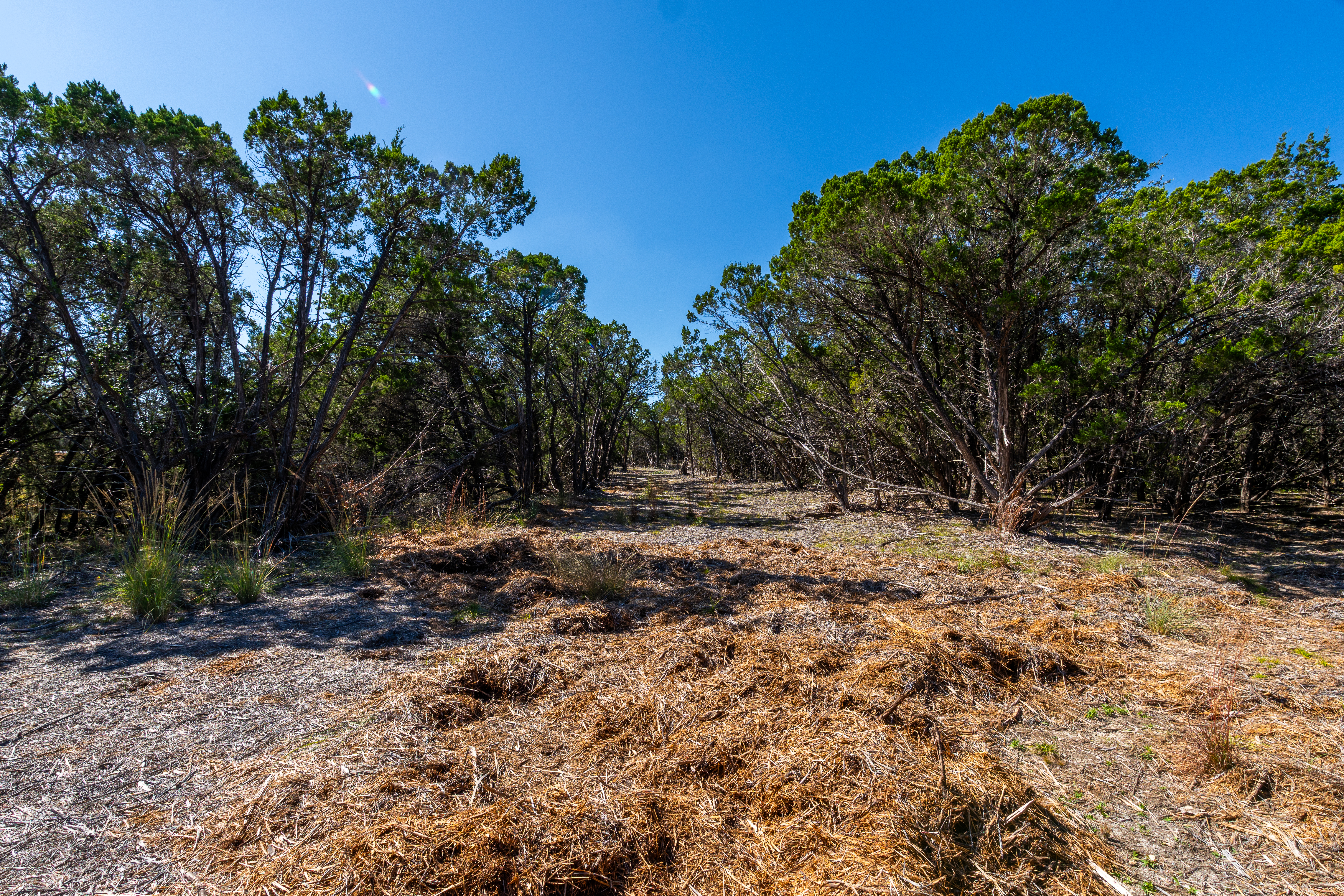 6022 Fm 32 Fischer, TX 78623 - Photo 5 of 15 a view of outdoor space with trees