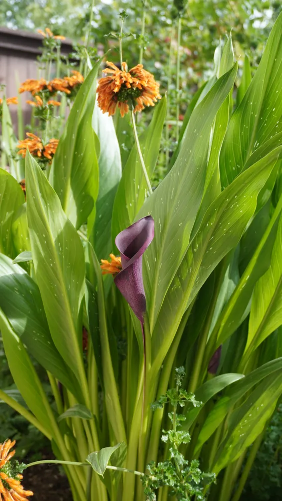 $458,500 | 1749 Las Raposas Court, Santa Rosa, CA 95409