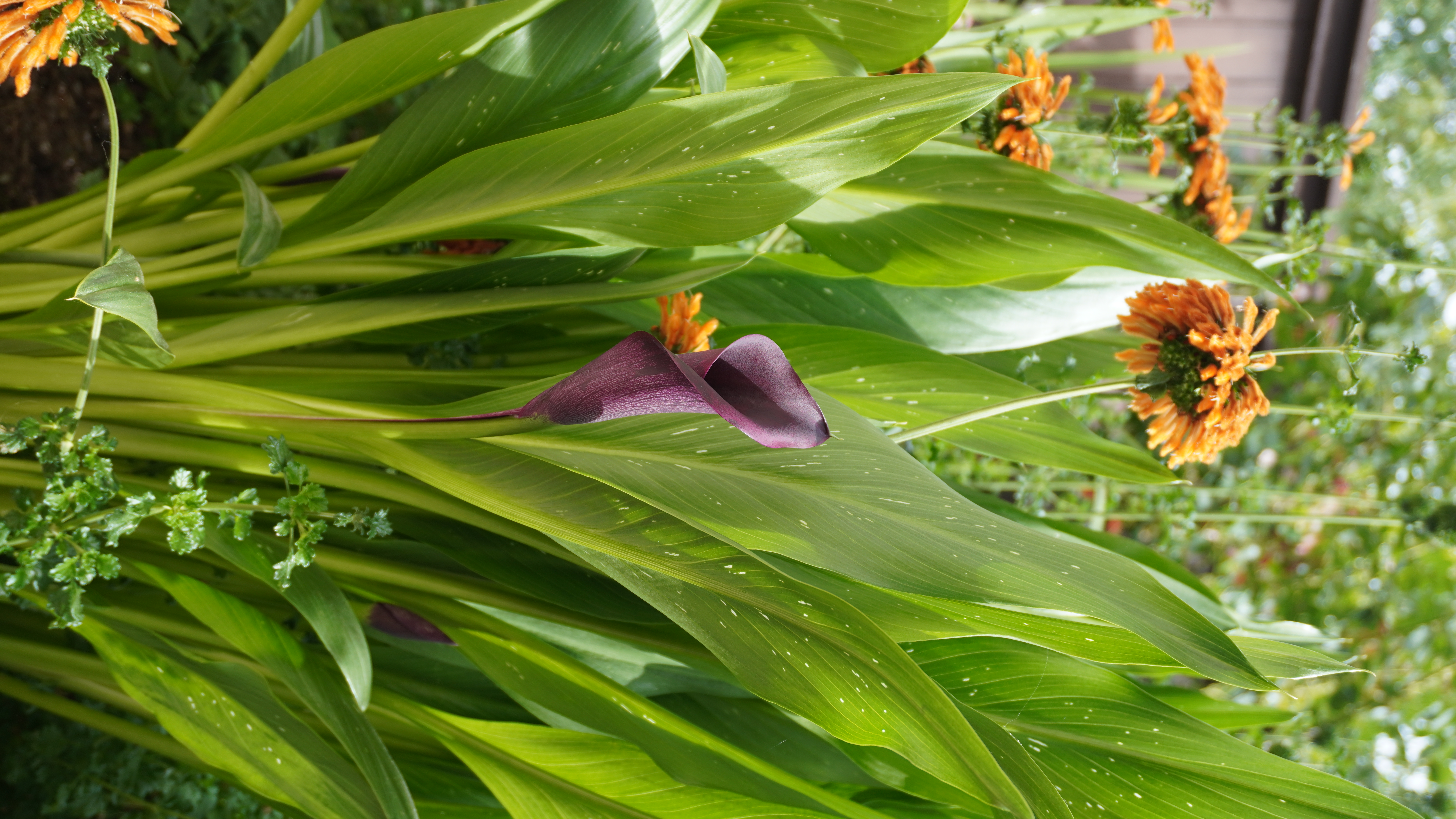 1749 Las Raposas Court Santa Rosa, CA 95409 - Photo 9 of 11 a view of a garden
