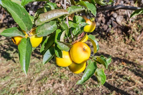 $848,000 | 3412 Magnolia Street, Oakland, CA 94608