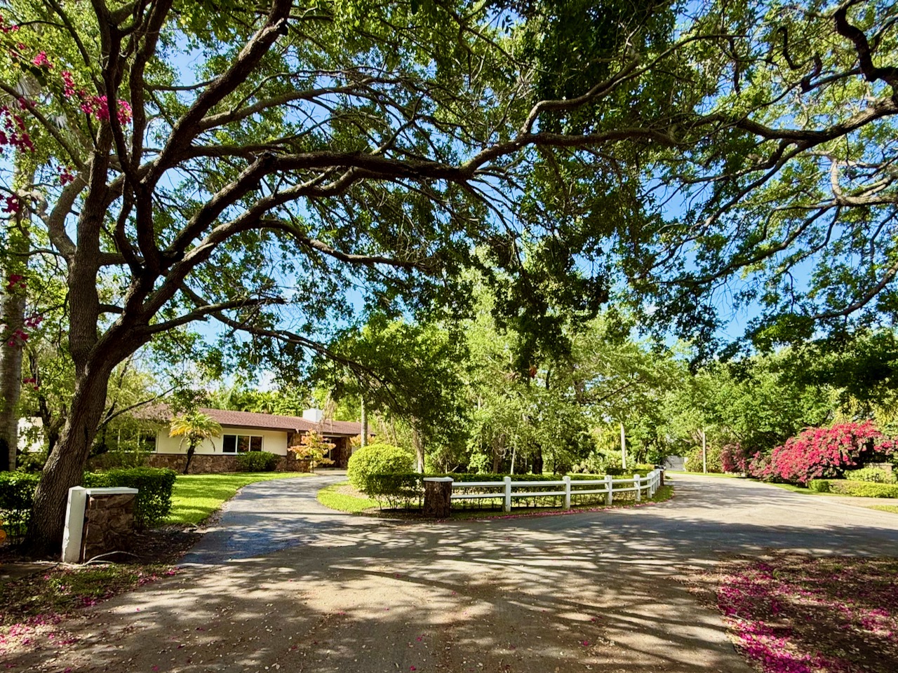 a view of a park with large trees