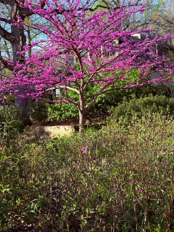 a view of a yard with a tree