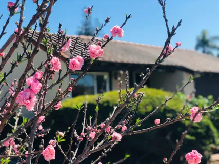 $1,428,000 | 40930 Rioja Court, Fremont, CA 94539