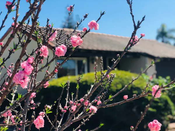 $1,428,000 | 40930 Rioja Court, Fremont, CA 94539