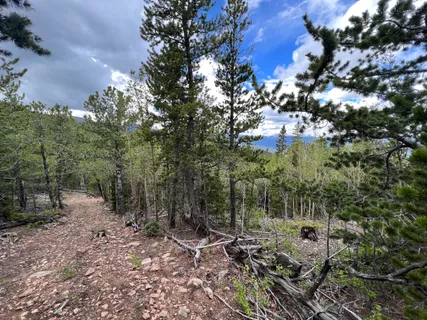 a view of a forest with a tree