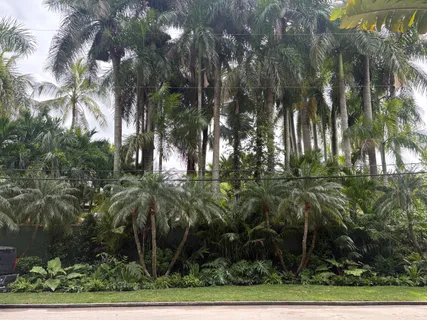 a view of a yard