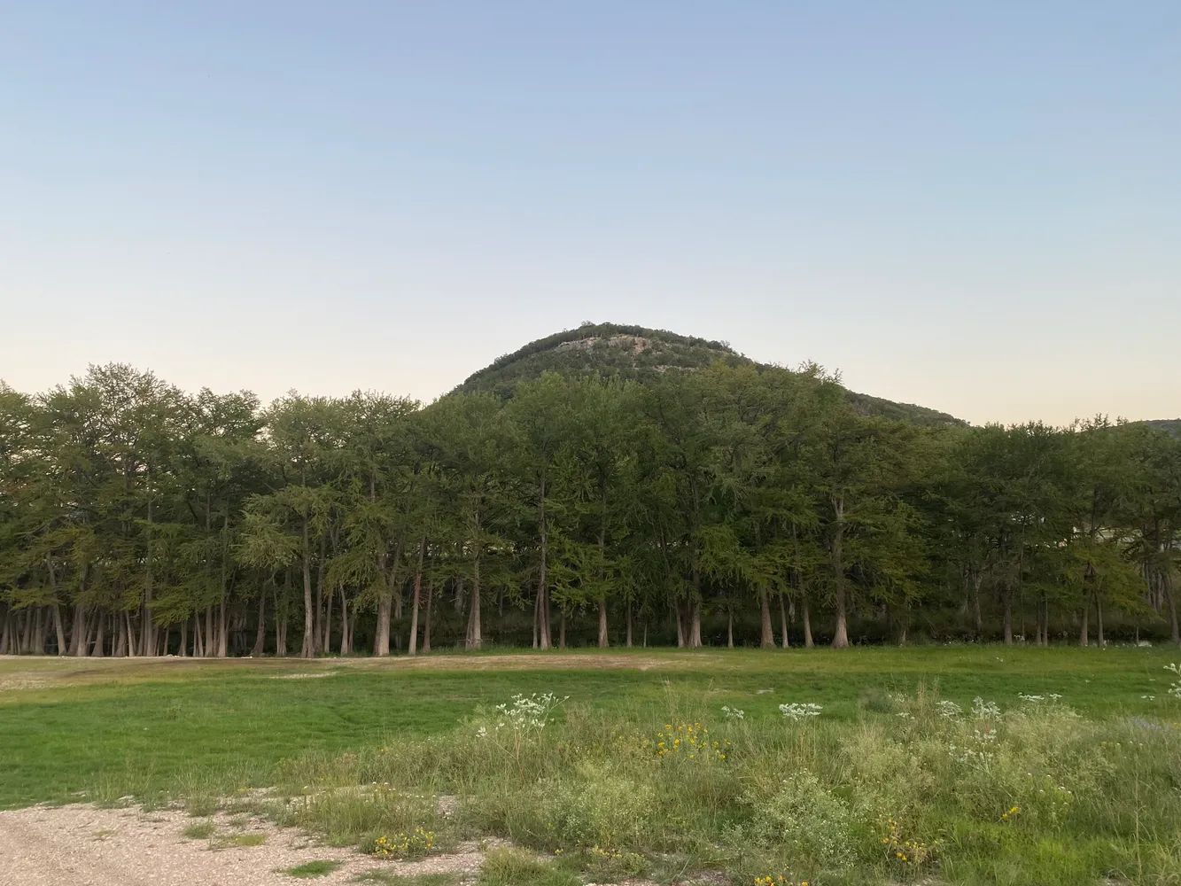 a view of a grassy field with trees in the background