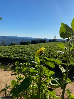 $1,795,000 | 31920 Pine Mountain Road, Cloverdale, CA 95425