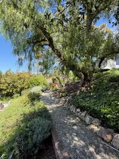 a view of a garden with plants and large trees