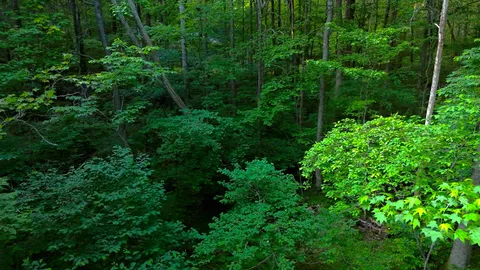 a view of a garden with plants