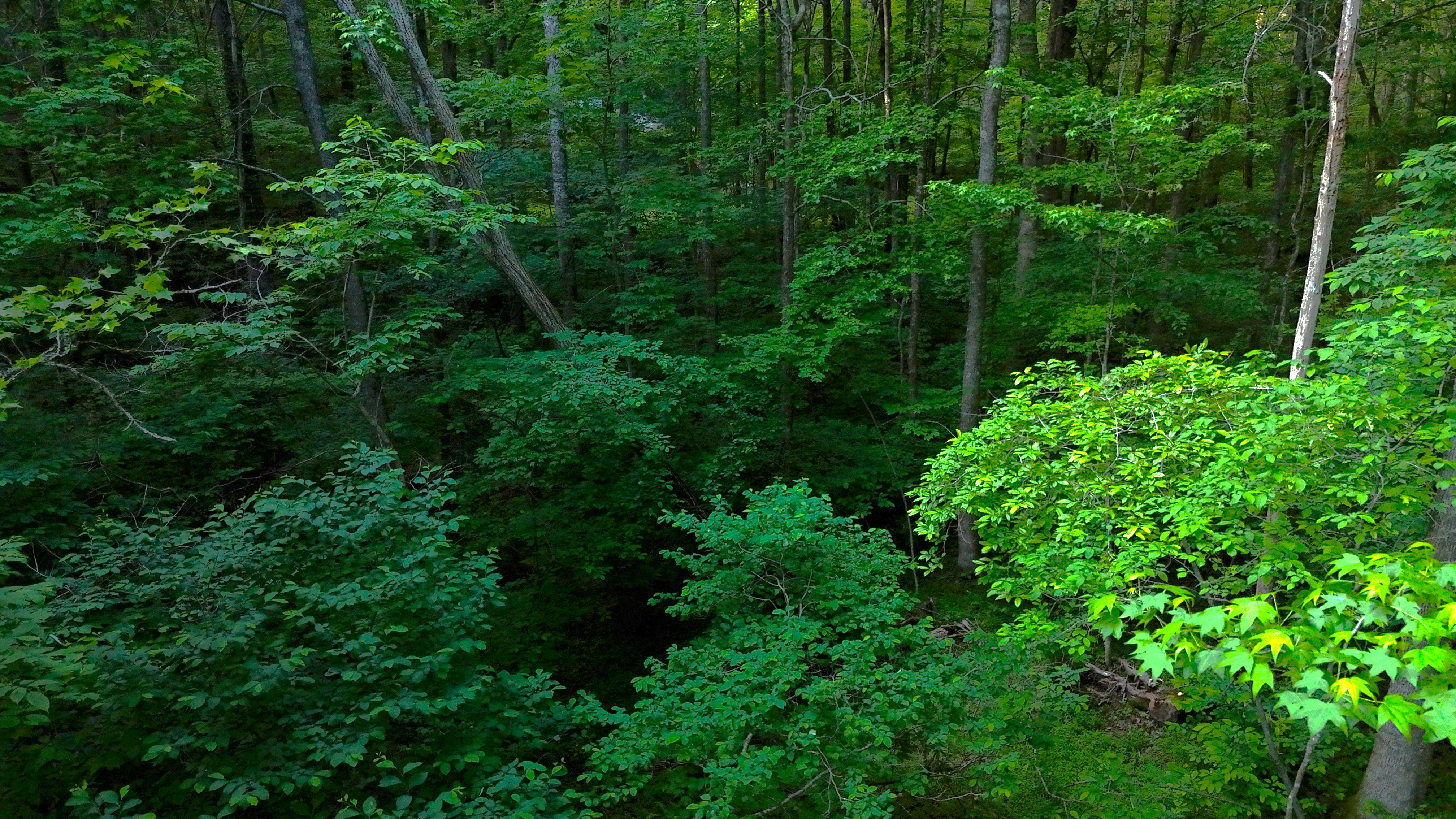 Nocona Trail Ellijay, GA 30536 - Photo 3 of 18 a view of a lush green forest with lots of trees