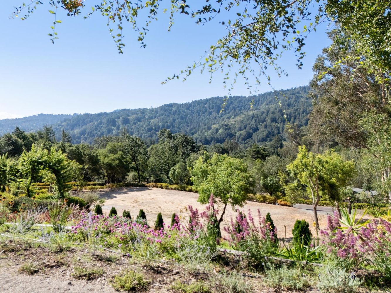 a view of a yard with a tree