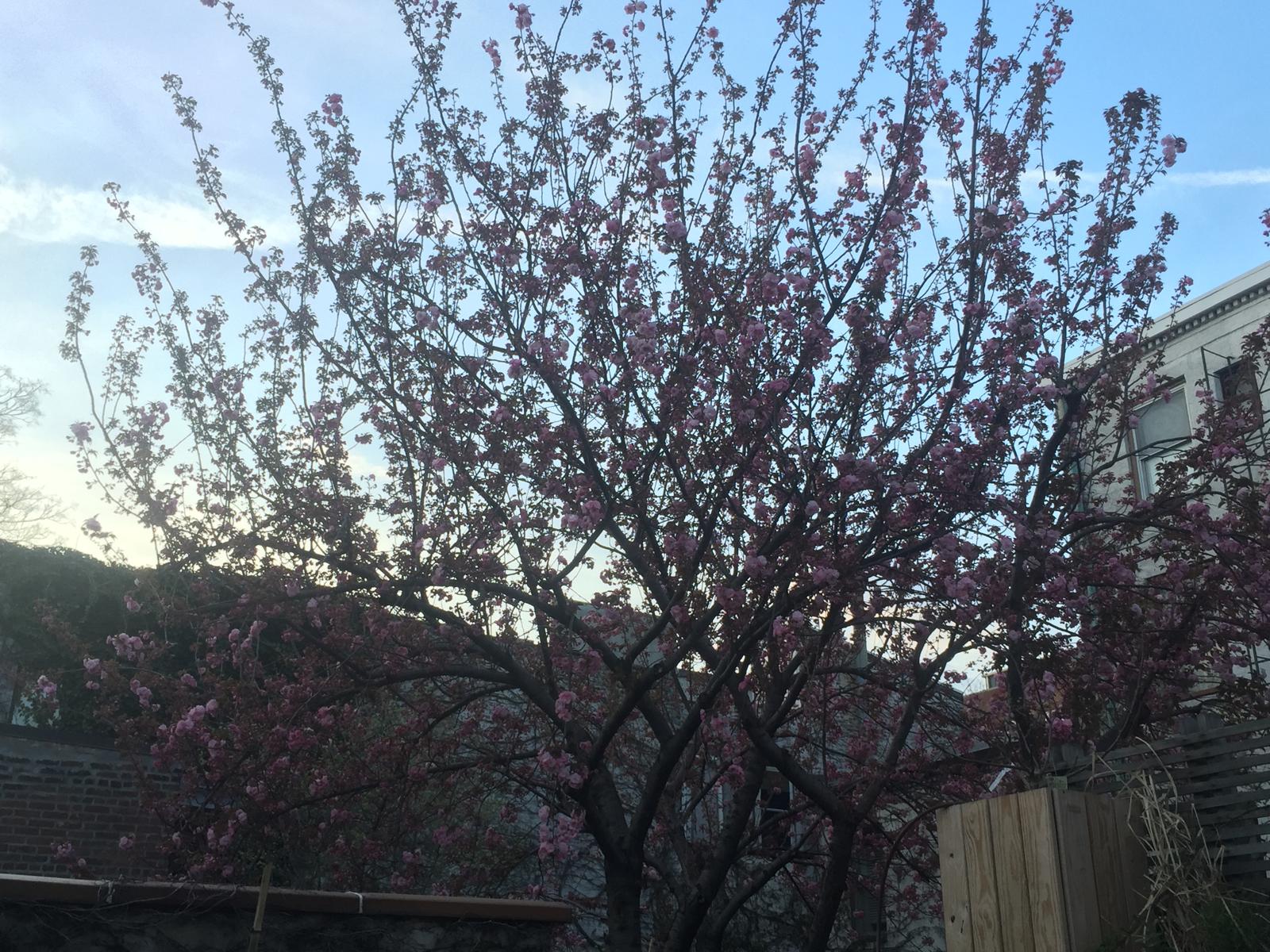 56 Bergen Street, Unit 1R Brooklyn, NY 11201 - Photo 11 of 13