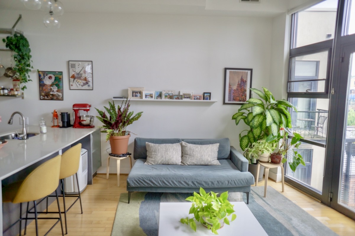 2426 Ontario Road Northwest, Unit 401 Washington, DC 20009 - Photo 10 of 28 a living room with furniture and a potted plant