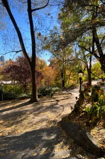 a view of a yard with an tree