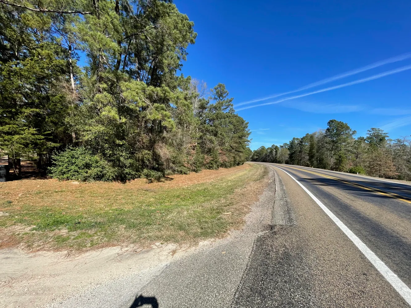 a view of a tree with a tree