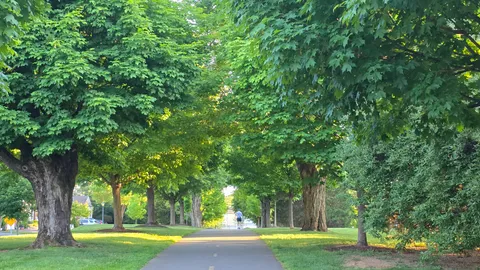 a view of a yard with large trees