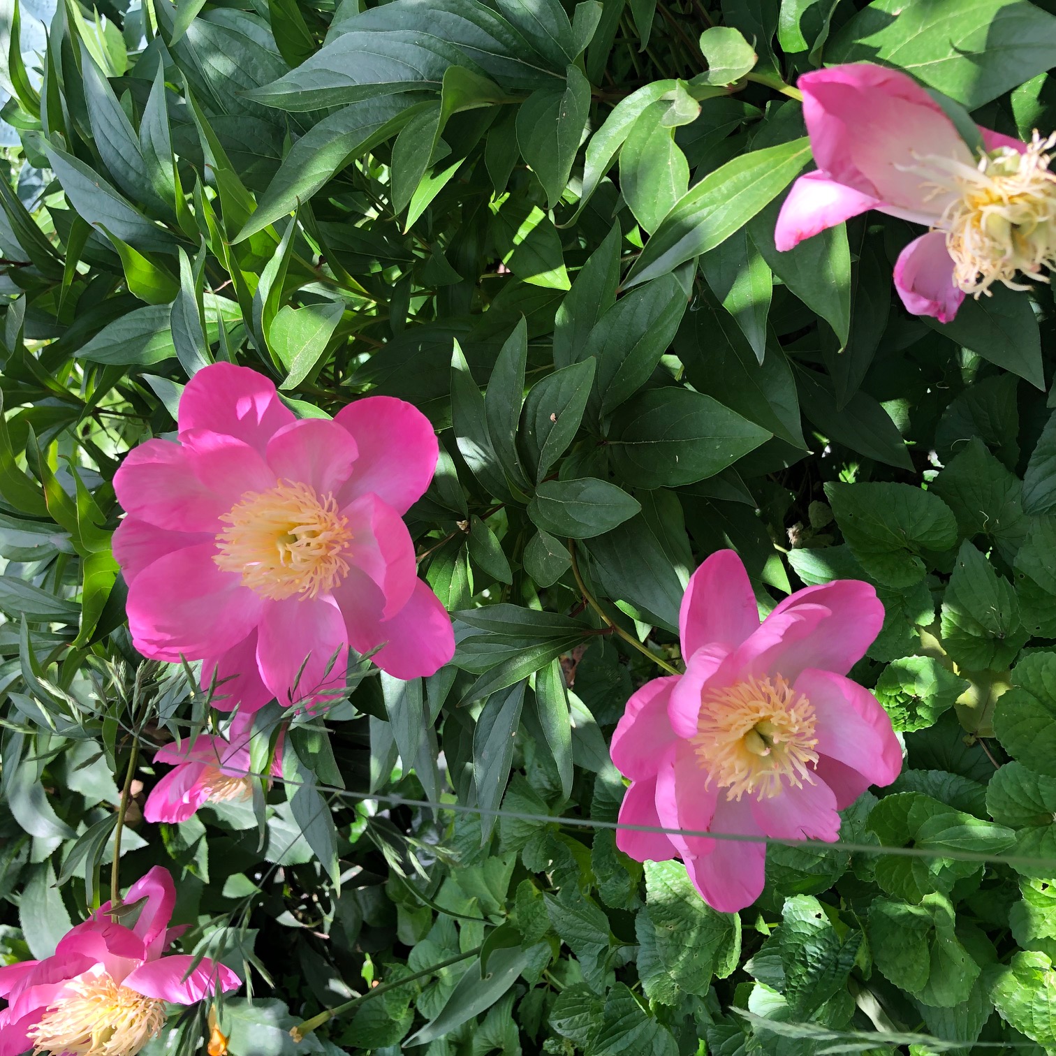 658 Classon Avenue Brooklyn, NY 11238 - Photo 13 of 15 a view of a flower