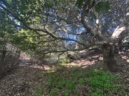 $2,895,000 | 145 Antonette Drive, TIburon, CA 94920