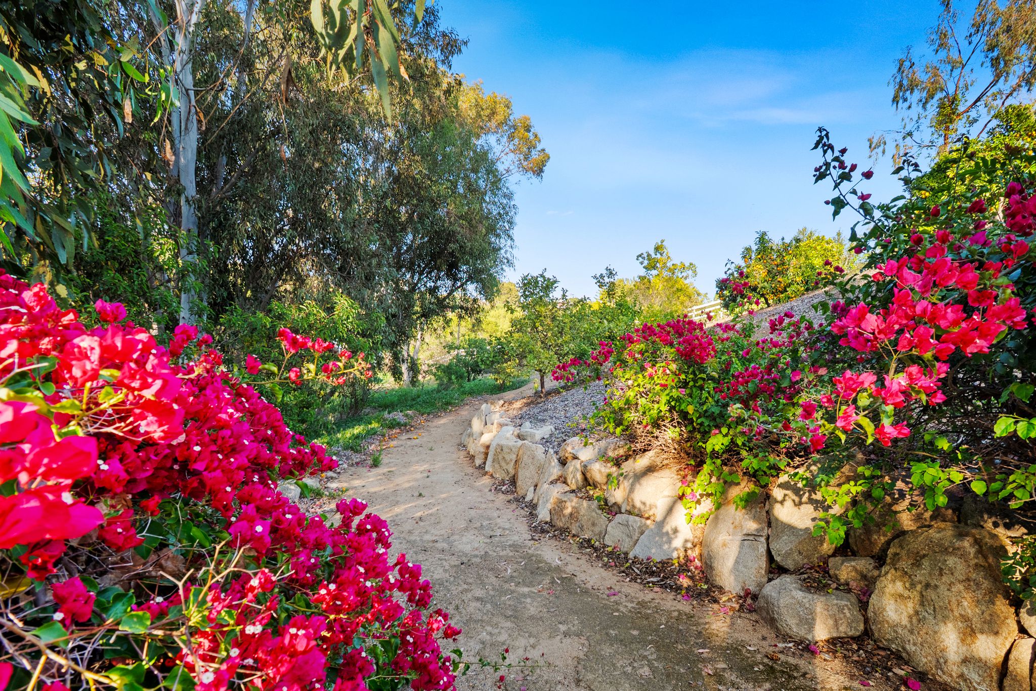 Dove Hollow Road Encinitas, CA 92024 - Photo 16 of 16 a view of a flower in a garden