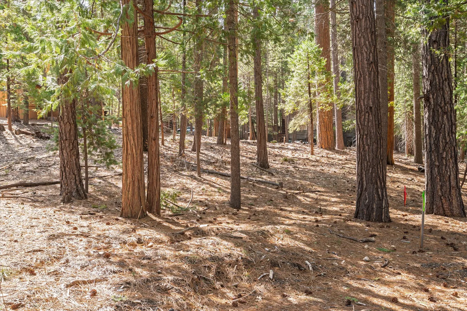 a view of a forest with trees