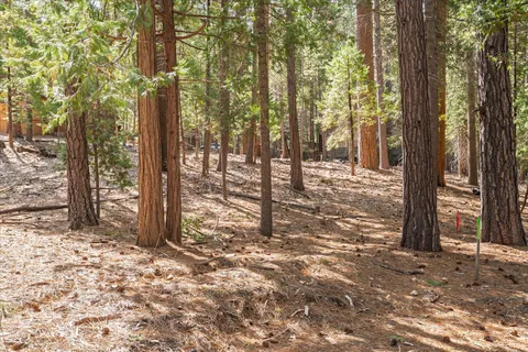 a view of a forest with trees