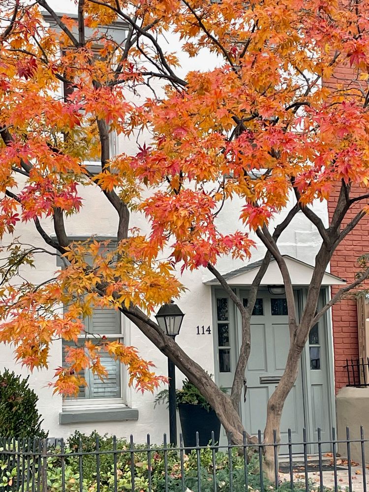 front view of a house with a tree