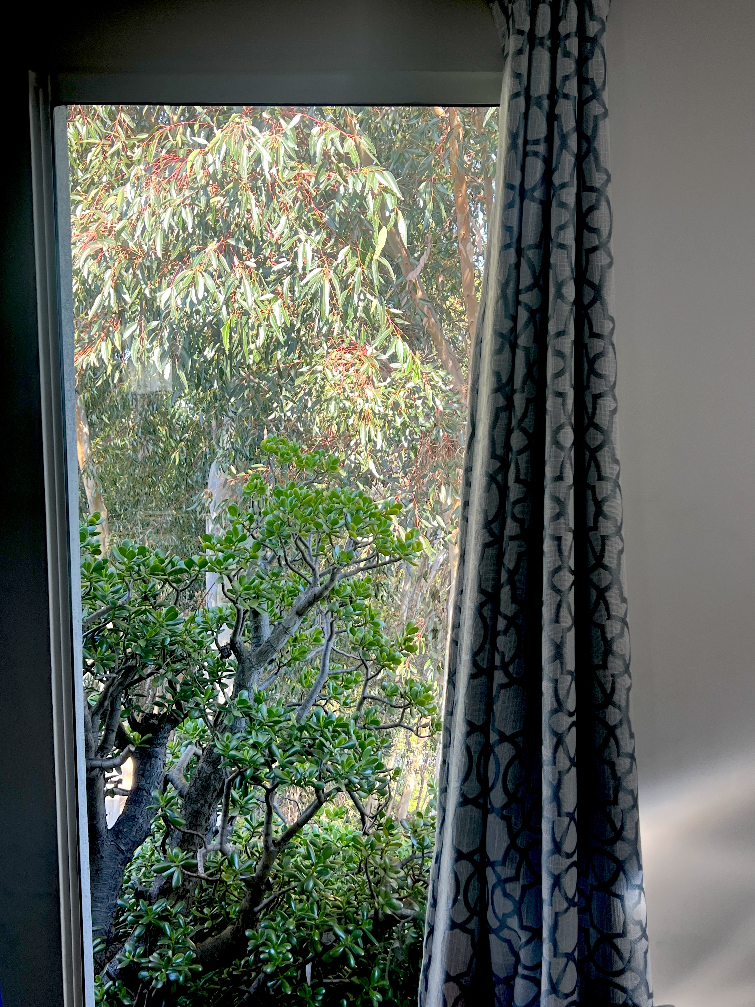 534 Hoover Street Oceanside, CA 92054 - Photo 29 of 31 a close up of a plant