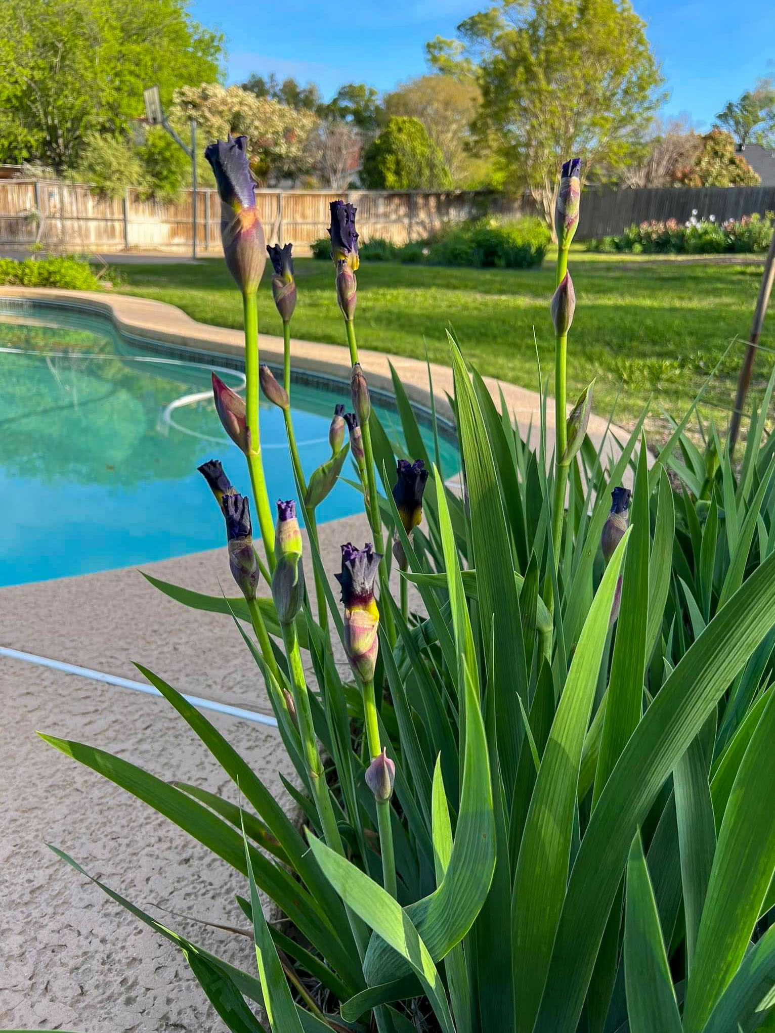 7208 Tamarack Road Fort Worth, TX 76116 - Photo 51 of 54